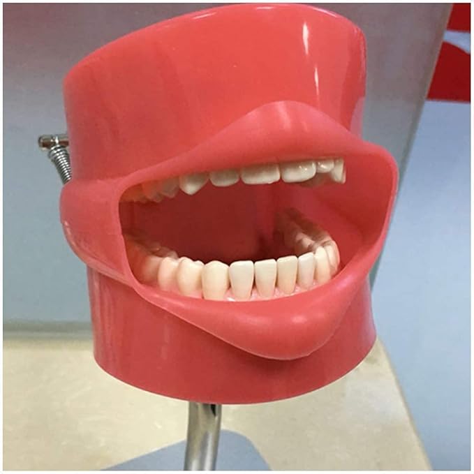 Dental Phantom Head Training Model - Görsel 2