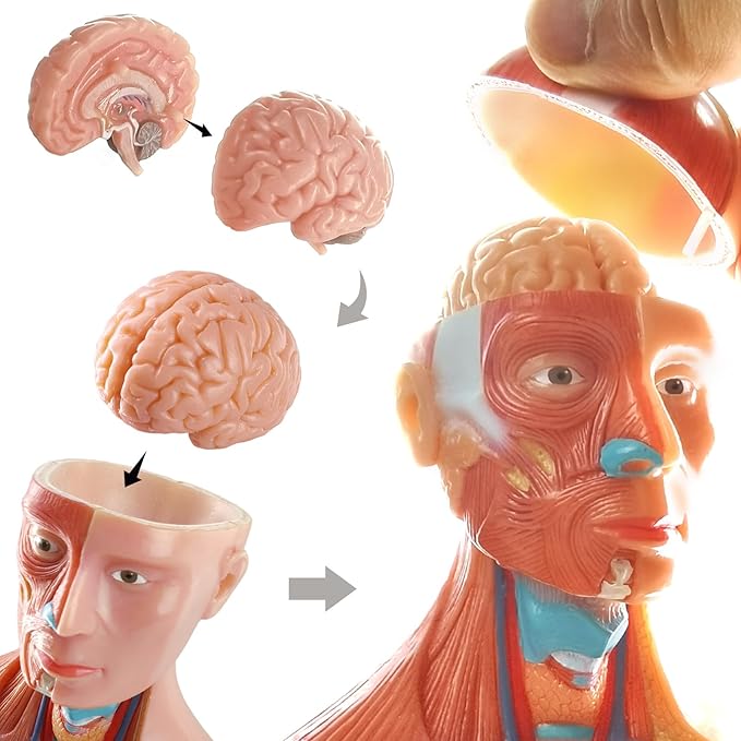 EVOTECH 15 parçalı Çocuk Anatomisi Modeli - Görsel 2