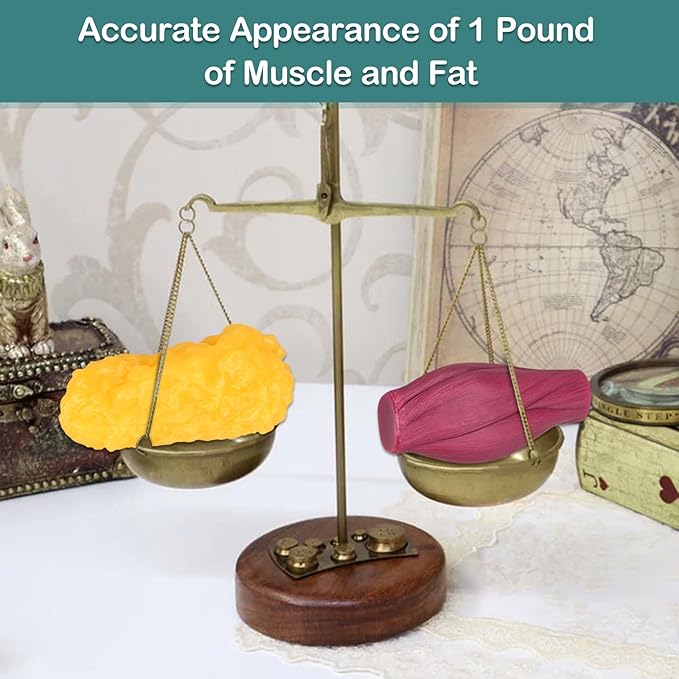 Skillssist İnsan Kas Yağ Modeli - Görsel 2