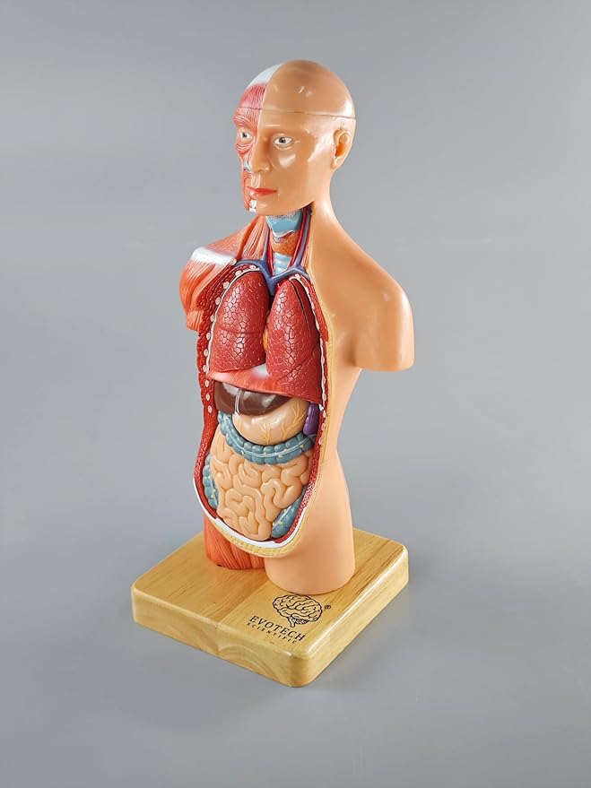 EVOTECH 15 parçalı Çocuk Anatomisi Modeli - Görsel 3