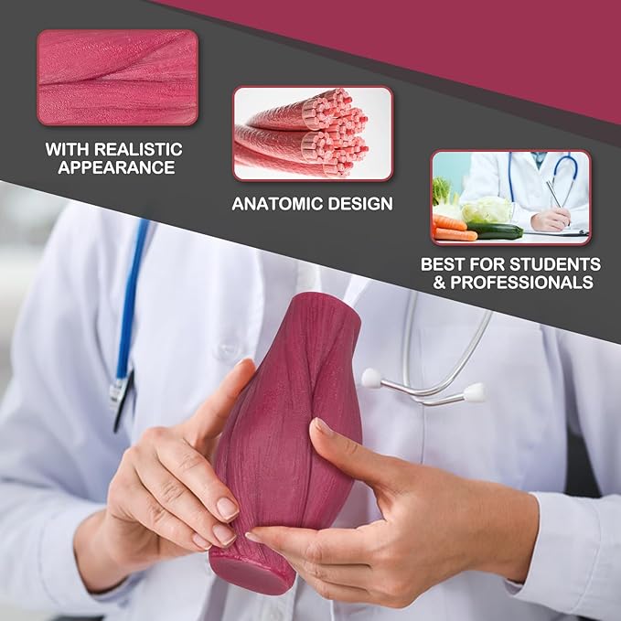 Skillssist İnsan Kas Yağ Modeli - Görsel 4