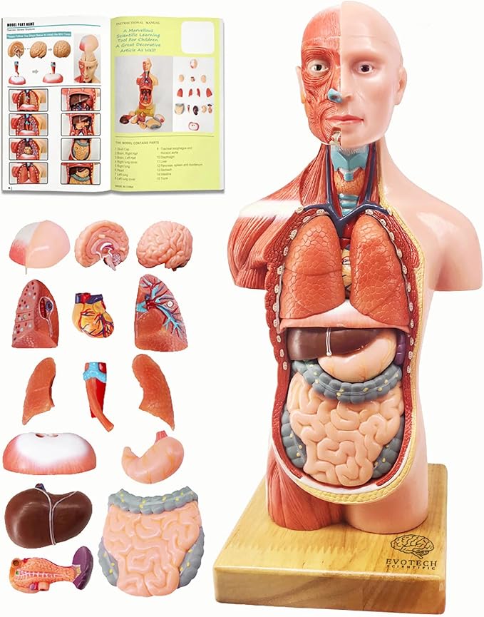 EVOTECH 15 parçalı Çocuk Anatomisi Modeli