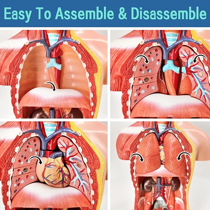 EVOTECH 15 parçalı Çocuk Anatomisi Modeli - Görsel 4