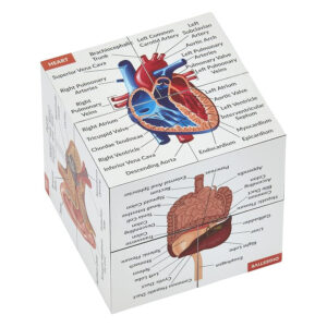 Human Anatomy Study Cube Kit