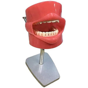 Dental Phantom Head Training Model